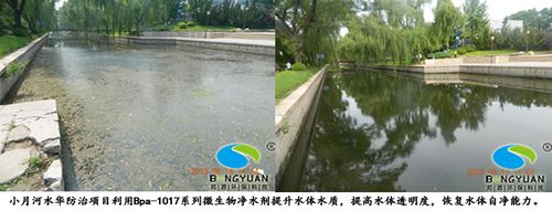邦源環(huán)保水華防治項目利用bpa-1017系列微生物凈水劑治理效果圖